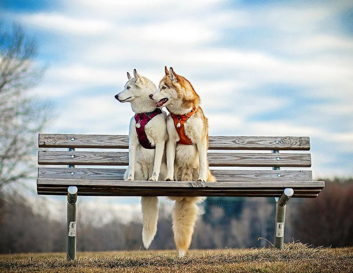 Theo cô Melanie, người Mỹ chia sẻ, đôi chó husky tuyệt đẹp của cô là Ellie và Atlas đã cứu cô thoát khỏi sự hành hạ của hội chứng trầm cảm và rối loạn lo âu theo nhiều cách khác nhau. (Nguồn Bored Panda)