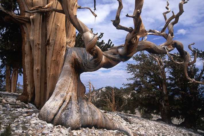 Cây thông Bristlecone, đây là loài cây được cho là "mộc tinh" bởi khả năng sống lâu, thọ ngang cùng trời đất. Đây cũng là một trong những loài cây lâu đời nhất trên Trái đất. (Nguồn Brightside)