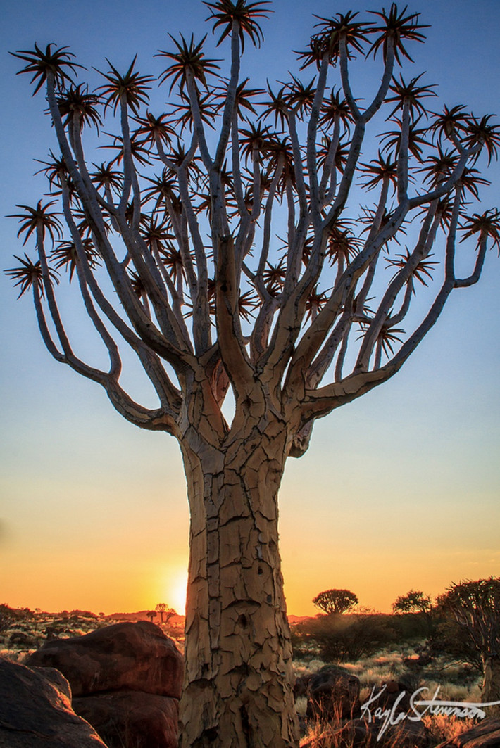 Cây rung động, Namibia. Nhìn về ngoài cây có vẻ hùng vĩ, to lớn nhưng thực chất lại rỗng và dễ bị tổn thương. (Nguồn Brightside)