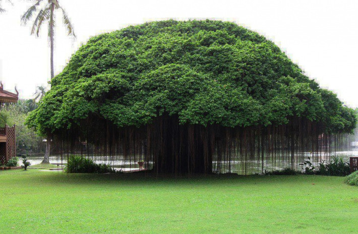Cây huyết dụ vả Ficus ở Thái Lan. Tán của nó xòe rộng và để rũ những sợi tơ hệt như một tấm rèm. (Nguồn Brightside)