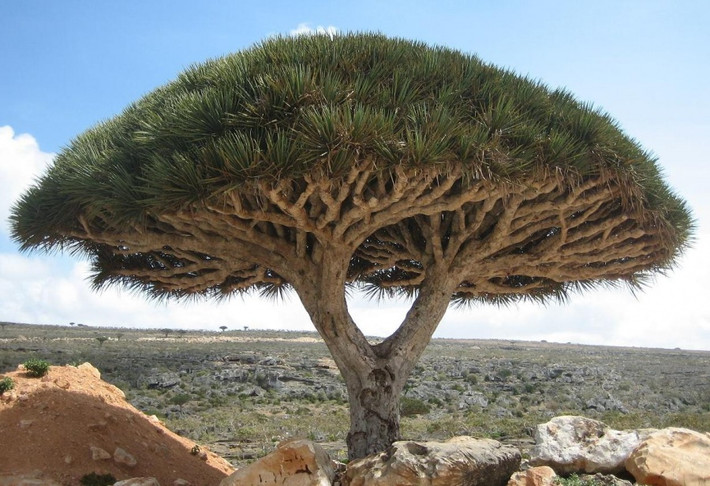 Cây máu rồng ở đảo Socotra, đây là loài cây có kiểu sinh trưởng rất khác thường. Khi còn nhỏ chúng chỉ có một thân nhưng khi trưởng thành, chúng bắt đầu phân nhánh liên tục, tạo thành tán xòe rộng. Nhựa của cây có màu đỏ như máu, chua và hơi nồng, có khả năng bồi bổ cơ thể, tăng cường sức đề kháng, làm lành da, điều trị các vết thương thối rữa, chính vì thế loài cây này được gọi là cây máu rồng. (Nguồn Brightside)