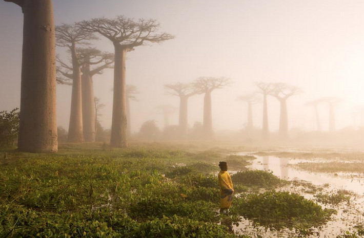 Cây bao báp ở Madagascar. Đây là loài cây được cho là loài cây kiêu ngạo nhất thế giới. Bởi dáng dấp kỳ lạ của mình, cây bao báo được cho là bị "trời đày", đầu cắm xuống đất, rễ chổng lên trời để gánh chịu gió mưa, chịu tội. (Nguồn Brightside)