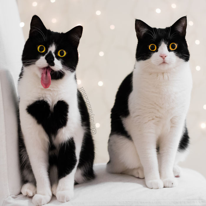 Zoe còn có một cô em gái khác cũng vô cùng đáng yêu, tên là Izzy. (Nguồn Bored Panda)