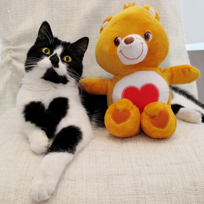 Tuy nhiên Zoe cũng tò mò về thế giới bên ngoài không kém gì cô mèo em dễ thương Izzy. (Nguồn Bored Panda)