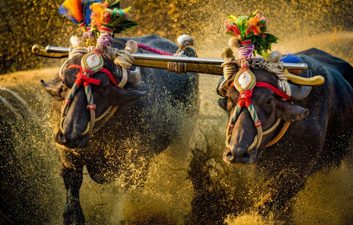 Sự kiện đua trâu kịch tính này cũng là dịp để những người nông dân tạ ơn các vị thần giúp họ bảo vệ mùa màng, giúp mưa thuận gió hòa, mùa màng bội thu. (Nguồn Sina)