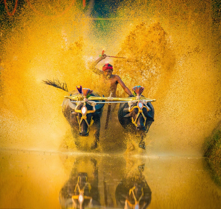 Để tham gia cuộc đua, mỗi người phải điều khiển một cặp trâu được buộc vào nhau đứng song song. (Nguồn Sina)