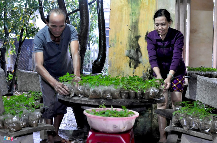 Vợ chồng ông Võ Đình Hoàng và bà Phạm Thị Thu Thủy (ngụ xã Nghĩa Phương, huyện Tư Nghĩa) di dời hơn 2.000 bầu ớt giống từ ngoài vườn vào để những vị trí cao để tránh lũ gây hư hại. "Thức trắng suốt từ đêm qua đến ngày hôm nay, vợ chồng tôi mới chuyển xong hơn 2.000 bầu ớt đưa vào để trên các mặt bàn, ghế, lan can... trong nhà, tránh bị lũ gây hư hại", bà Thủy cho hay.