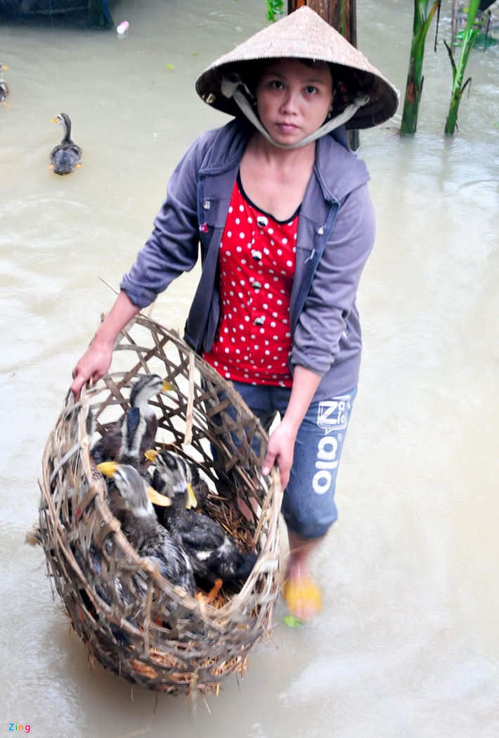 Chị Đặng Thị Tuyển (ngụ xã Nghĩa Phương, huyện Tư Nghĩa) đưa đàn vịt từ ngoài vườn vào nhà tránh lũ.