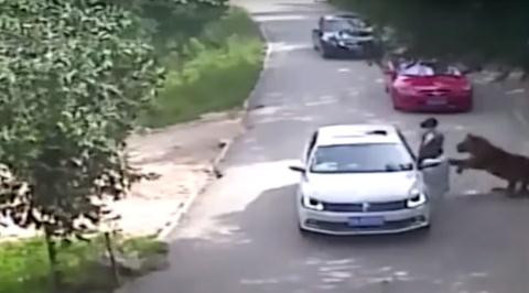 Theo thông tin đăng tải, do mâu thuẫn với người đàn ông trên xe, hai người phụ nữ một trung tuổi một trẻ tuổi đã bước ra khỏi xe ô tô bất chấp lệnh cấm nghiêm ngặt. Ngay sau đó người phụ nữ trung tuổi bị hổ vồ chết, người phụ nữ trẻ tuổi bị thương nặng.