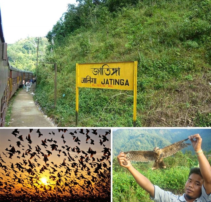 Hiện tượng chim tự tử liên tục ở ngôi làng Jatinga Valley, Ấn Độ. Đây cũng là hiện tượng khiến nhiều nhà khoa học đau đầu tìm kiếm nguyên nhân, nhưng đến nay vẫn chưa có lời giải đáp thích đáng. (Nguồn Bightside)