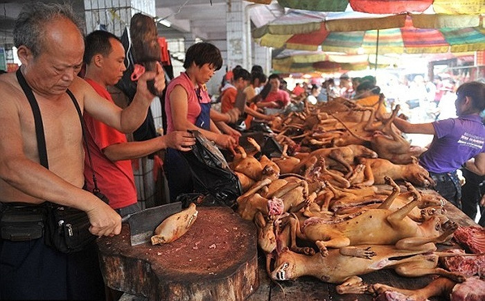 Ăn thịt chó là truyền thống lâu đời ở Trung Quốc và một số nước châu Á. Theo quan niệm, ăn thịt chó vào cuối tháng, cuối năm sẽ giúp giải đi vận đen đang đeo đuổi. Chính vì thế, cứ mỗi dịp cuối năm, nhiều người dân Trung Quốc lại đổ xô đi ăn thịt chó để giải đen, khiến nhu cầu tăng đột biến kéo theo nhiều hệ lụy khác.(Nguồn Sina)