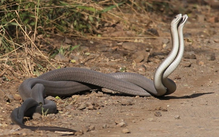 Rắn mamba đen có vũ điệu giao phối của riêng mình. Con đực định vị con cái bằng cách theo dõi vệt mùi hơi do rắn cái để lại. Sau khi tìm ra đối tượng giao phối tiềm năng, rắn đực sẽ kiểm tra rắn cái bằng cách búng lưỡi trên toàn bộ cơ thể rắn cái. (Nguồn Africa Geographic)