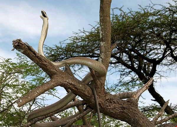 Mặc dù họ rắn mamba thường là những loài rắn cư trú trên cây, nhưng rắn mamba đen chỉ thỉnh thoảng sống trên cây, chúng thích xây hang ổ trên mặt đất. (Nguồn Africa Geographic)