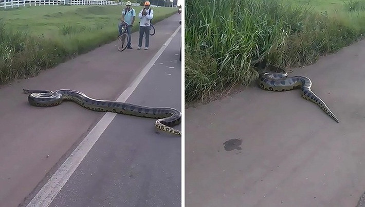 Được biết, con trăn này là trăn Anaconda, khoảng 10 tuổi. Có khả năng nó đang trên đường tìm kiếm thức ăn hoặc nơi trú ẩn mới và đã đi nhầm xuống con đường cao tốc nhộn nhịp.