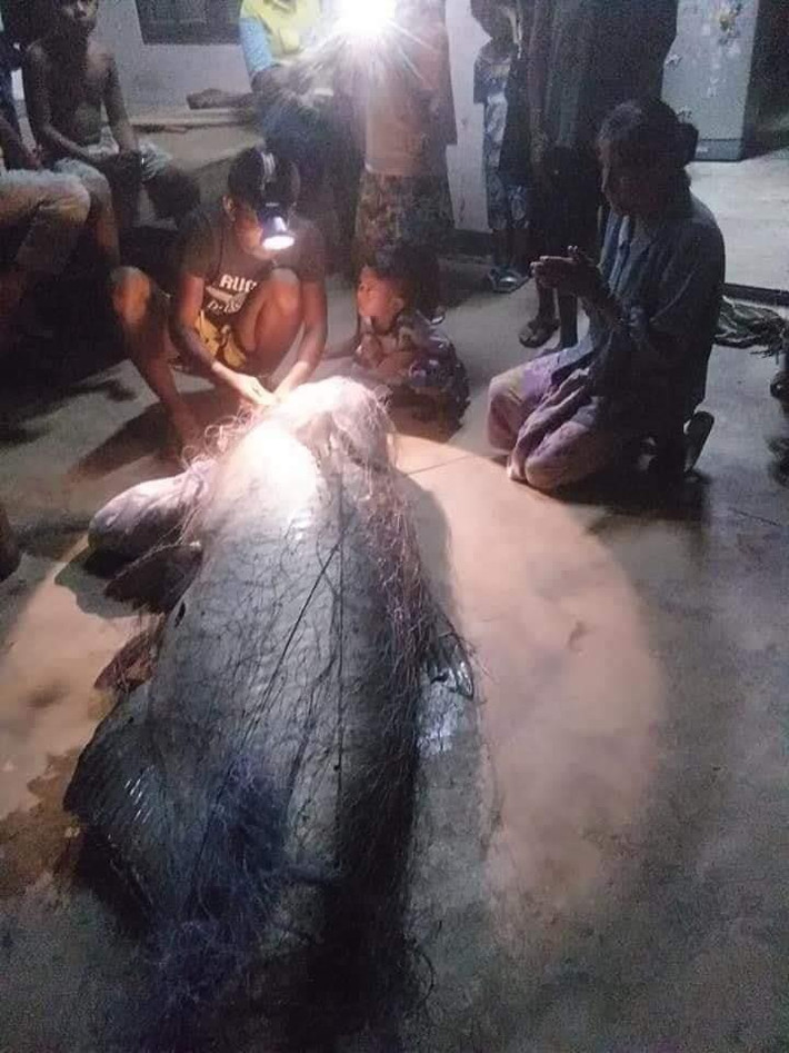 Nhiều người đứng tuổi trong làng cho rằng con cá này đã thành tinh, phải có tuổi đời ít nhất hơn 100 tuổi. Họ cũng cho rằng con cá nheo khổng lồ này là hóa thân của vị thần sông quyền năng, vì vậy tại chỗ, họ đã quỳ xuống, dập dầu bái lạy.