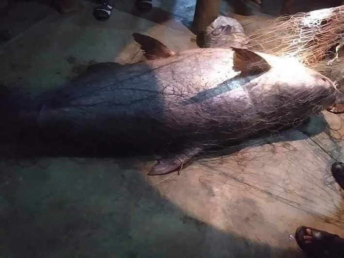 Đáng nói, sau khi nhận được những cái bái lạy đầy tôn kính của người dân, cuối cùng, con cá nheo khổng lồ mang danh thần sông vẫn bị giết chết và xẻ thịt đem bán. Giá bán của con cá thần sông này là 100 baht/kg (khoảng 70.000 đồng/kg), hoàn toàn không đắt đỏ. Tổng số tiền thu được là 12.000 baht (khoảng 8,4 triệu đồng).