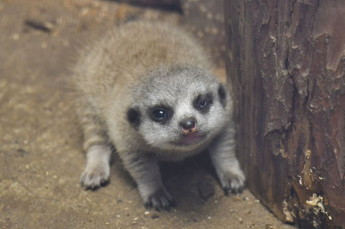 Theo tìm hiểu, cầy meerkat là một loài thú ăn thịt nhỏ trong gia đình cầy mangut. Chúng có mặt ở tất cả các vùng sa mạc Kalahari thuộc Botswana, phần lớn sa mạc Namib ở Namibia, tây nam Angola và Nam Phi.