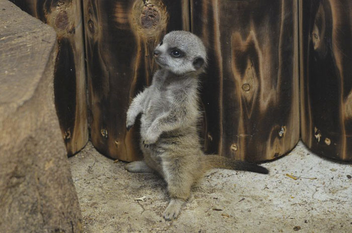 Lúc có cảnh báo nguy hiểm, cầy meerkat bảo mẫu sẽ chuẩn bị an toàn để bảo vệ chúng, nếu chưa thể rút lui vào hang, nó gom các con non lại với nhau và nằm che chắn phần đầu cho chúng, thực sự rất có trách nhiệm.
