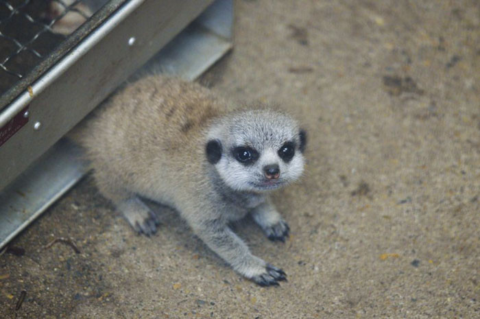 Cầy meerkat cũng có những thành viên có nhiệm vụ bảo mẫu, trông những con non trong nhóm. Những con cái chưa bao giờ sinh sản thường làm nhiệm vụ này, chúng chăm sóc những cặp thừa kế đầu đàn còn nhỏ, trong khi con cái đầu đàn không ở chung với phần còn lại của nhóm.