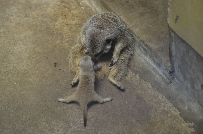 Meerkat thể hiện sự quan tâm lẫn nhau trong đàn, một hoặc nhiều meerkat đứng canh gác trong khi những con khác đang tìm kiếm thức ăn hay đùa nghịch, để cảnh báo khi có nguy hiểm đến gần.