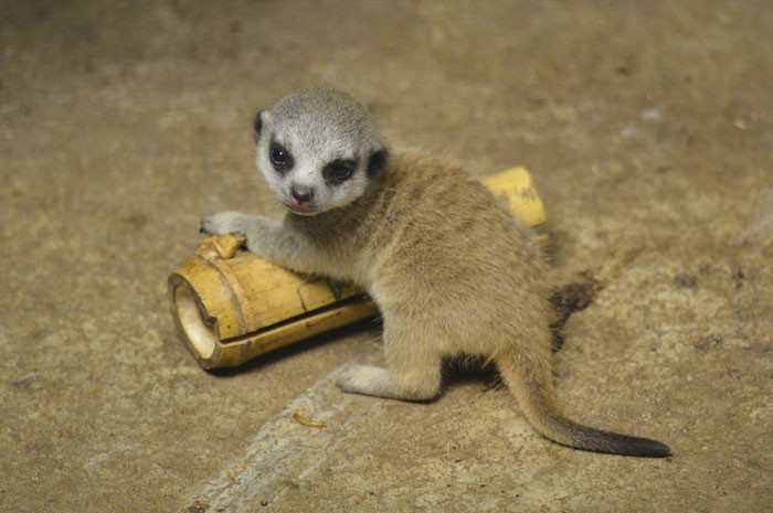 Cầy meerkat thường sống theo nhóm khoảng 20 thành viên. Tuy nhiên, có một số nhóm lớn, gồm từ 50 thành viên trở lên.