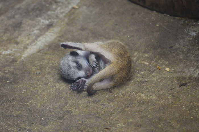 Trong hình ảnh này, cầy meerkat con ngủ chổng vó trên trời,không hề suy nghĩ, mộng mị, trông vô cùng đáng yêu.