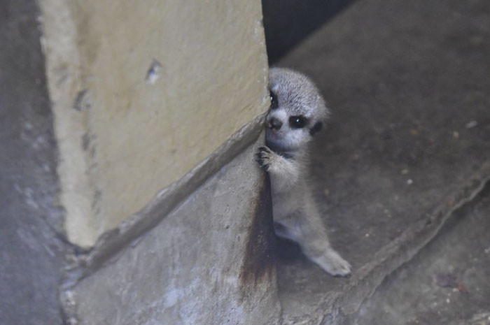 Trong hình ảnh có thể thấy, con cầy meerkat nhỏ xíu này nấp sau bức tường, nhìn trộm một cách thận trọng nhiếp ảnh gia.