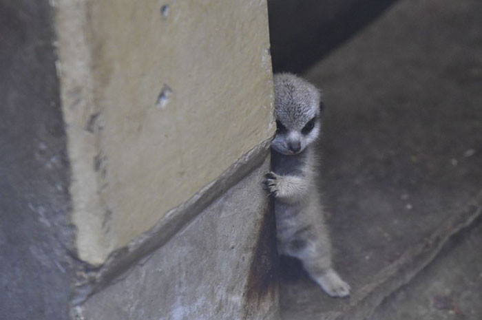 Trùng hợp thay, gia đình cầy meerkat lại vừa đón thêm các thành viên mới sinh, vô cùng đáng yêu và bắt mắt. Một trong số đó rất ngượng ngùng, xấu hổ khi được chụp ảnh.