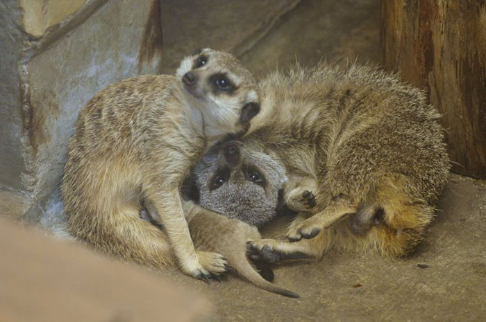 Trong tự nhiên, cầy meerkat có tuổi thọ khoảng từ 6 - 7 năm còn trong điều kiện nuôi nhốt, chúng có thể sống từ 12 đến 14 năm.