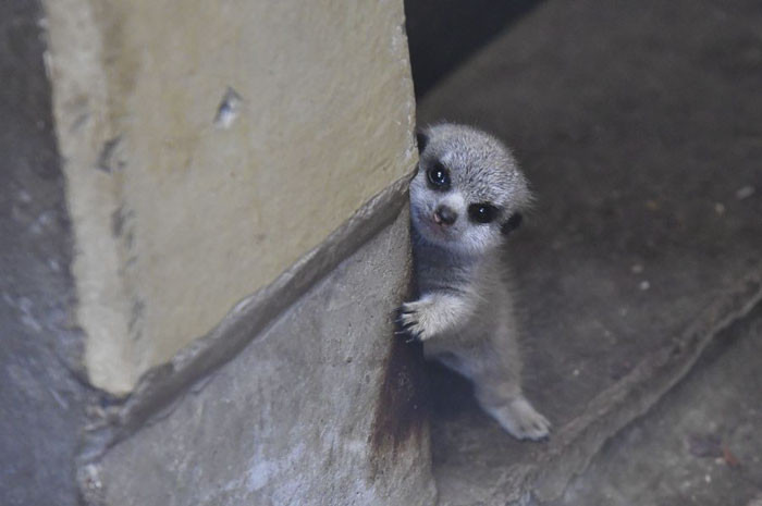 Ban đầu, con cầy meerkat này có vẻ sợ hãi và nhút nhát, không dám lộ diện. Thế nhưng sau đó, nhận ra không có gì đáng sợ, cầy meerkat con đã ló ra khỏi nơi ẩn náu của mình như để nói lời xin chào.