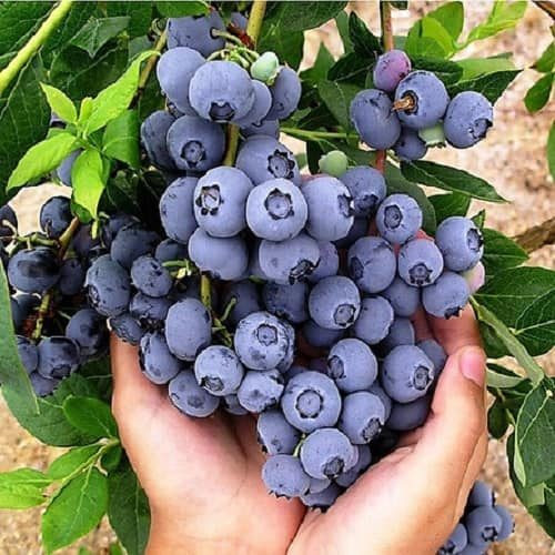 Tuy nhiên, rất nhiều người không hề biết rằng, ký sinh trùng rất dễ xuất hiện rất nhiều trong lớp biểu bì của việt quất.