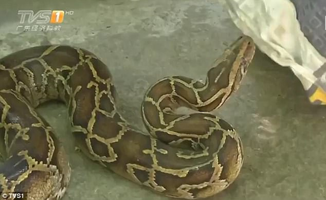Trăn Boa Constrictor là một loài rắn trong họ Boidae. Loài trăn này là một thành viên của Họ Trăn Nam Mỹ sinh sống ở Bắc, Trung và Nam Mỹ, cũng như một số hòn đảo ở Caribbea.