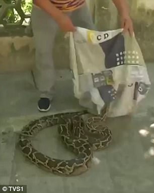 Ngay sau khi phát hiện con trăn "khủng" trên - Boa Constrictor (hay còn gọi là trăn xiết mồi), người phụ nữ nhanh chóng báo cho đội bắt trăn ở địa phương đến để bắt nó đi.