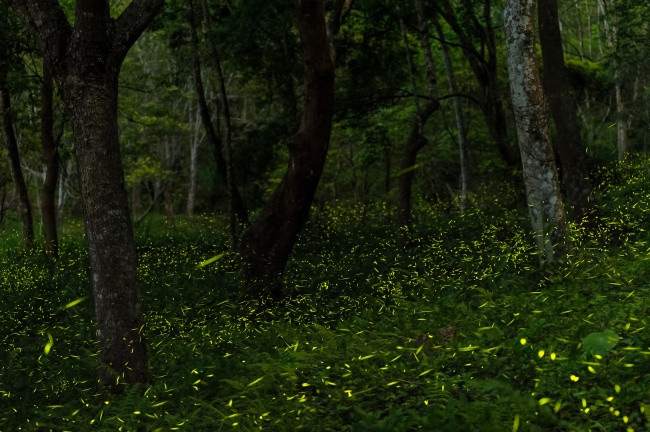 Thay vì phát sáng bất cứ khi nào chúng muốn, những con đom đóm thường phát sáng cùng lúc (1-2 giây/lần). Chuyên gia Jonathan Copeland từ ĐH Southern Georgia ở Mỹ cho rằng đây có thể là một nghi thức của loài đom đóm.