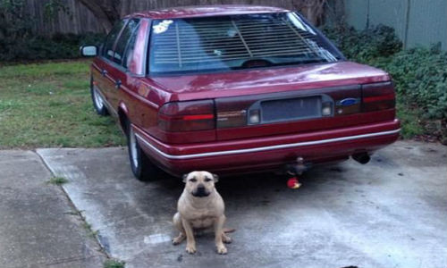 Chó Pitbull cắn khách, chủ lao vào cứu liền bị cắn chết. Người phụ nữ ở thành phố Canberra, Úc bị chính con chó Pitbull của mình cắn chết khi đang cố gắng cứu bạn trai khỏi con vật hung dữ. Con chó pit bull tên Simba nổi tiếng hung dữ, từng cắn người trước đó.