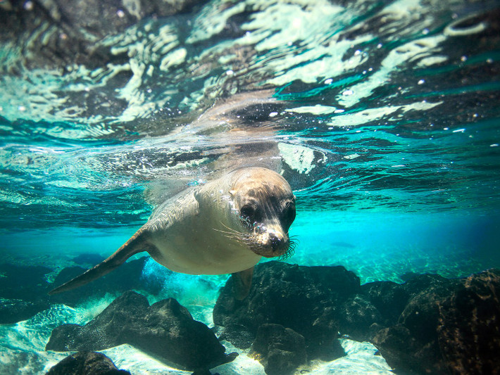 Quần đảo Galápagos của Ecuador là một trong những nơi hiếm hoi trên thế giới có số động vật nhiều hơn số người dân.