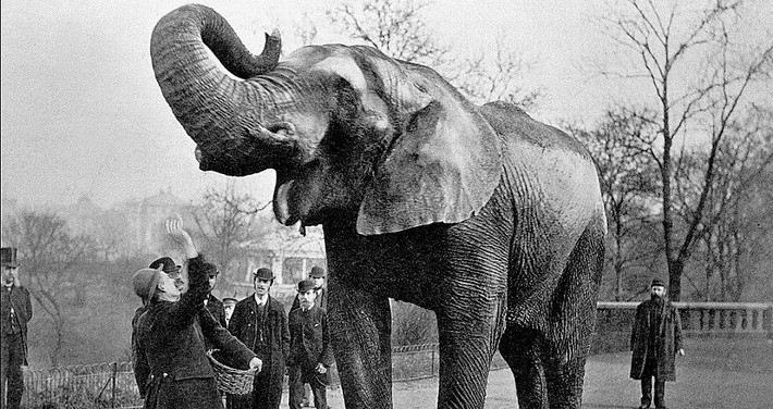 Vào tháng 9/1916, Walter Eldridge được gánh xiếc thuê làm phụ tá quản tượng. Dù không có kinh nghiệm huấn luyện động vật nhưng Eldridge vẫn được tuyển dụng vì biết sử dụng gậy huấn luyện thú.