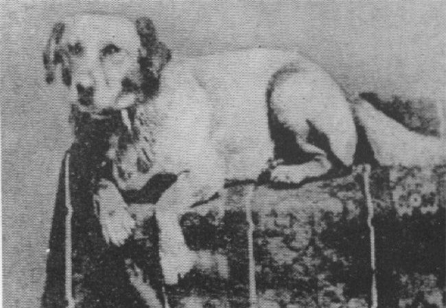 Bức ảnh Đệ nhất thú cưng đầu tiên - chú chó Fido của Tổng thống Abraham Lincoln năm 1861.