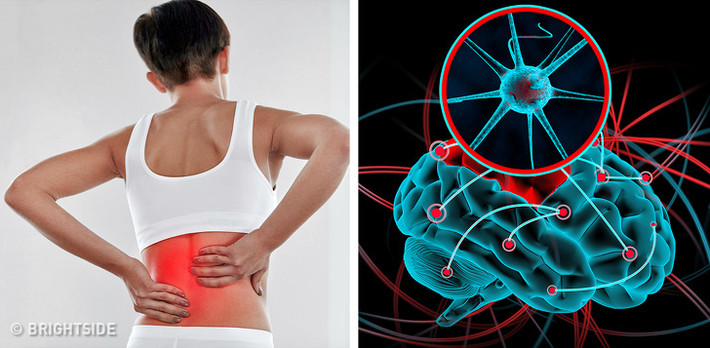Đau cơ: Một số các độc tố có thể kích thích các thụ thể đau trong cơ thể dẫn đến co thắt cơ, đau nhức cơ bắp nói chung.