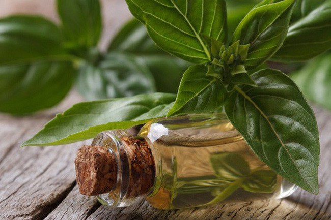 Dầu húng quế có đặc tính chống vi khuẩn và mụn trứng cá nhờ sở hữu một lượng lớn thymol. Mọi người nên kết hợp sử dụng dầu húng quế với dầu nha đam để đạt được hiệu quả cao nhất. Bạn cần làm sạch tai bằng khăn ướt sau 20 phút thoa dầu lên khu vực này.
