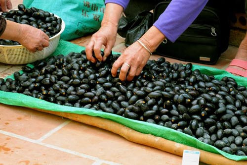 Cách làm xôi trám đen cũng không quá cầu kỳ. Trám tươi cho vào nồi đổ ngập quá nửa nước, đun nhỏ lửa. Đảo đều trám trong nồi cho đến khi nước nóng già, tắt bếp để ủ. Trám chín từ từ, tinh dầu trám tan vào nước, trám sẽ bở và có mùi thơm rất dễ chịu. Lúc này có thể ăn trám và chế biến trám.