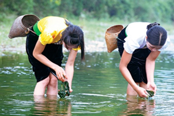 Trong ánh nắng vàng dịu nhẹ, các cô gái Thái nghiêng người nhẹ tay vớt rêu, đập rêu, rũ bỏ tạp chất rồi tỉ mỉ tẽ từng lớp rêu nhặt bỏ sạn đá. Tưởng như cả tấm lòng của người phụ nữ Thái đối với gia đình đều gửi gắm trong từng công đoạn chuẩn bị, để chế biến rêu thành những món ăn ngon.