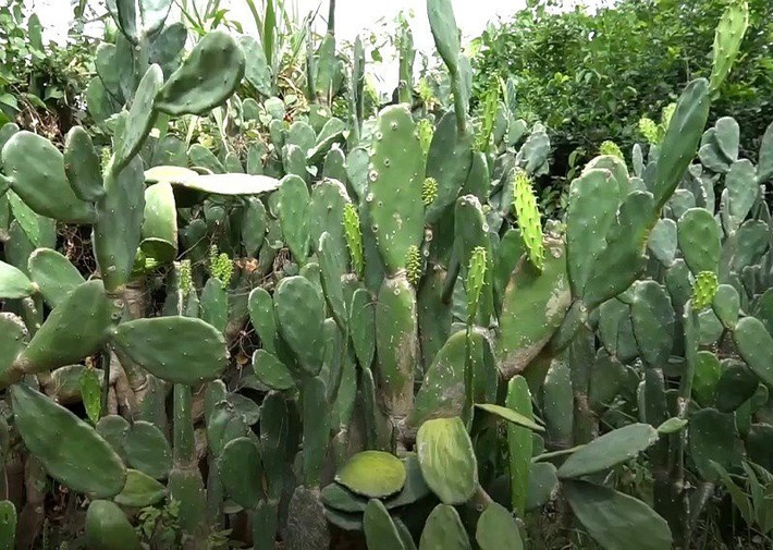 Trước đây, xương rồng chính là món ăn cứu đói cho những người dân nghèo vùng đất Quảng nhưng khi đời sống khá giả hơn món ăn này nhanh chóng trở thành món lạ, đặc sản đãi khách phương xa.