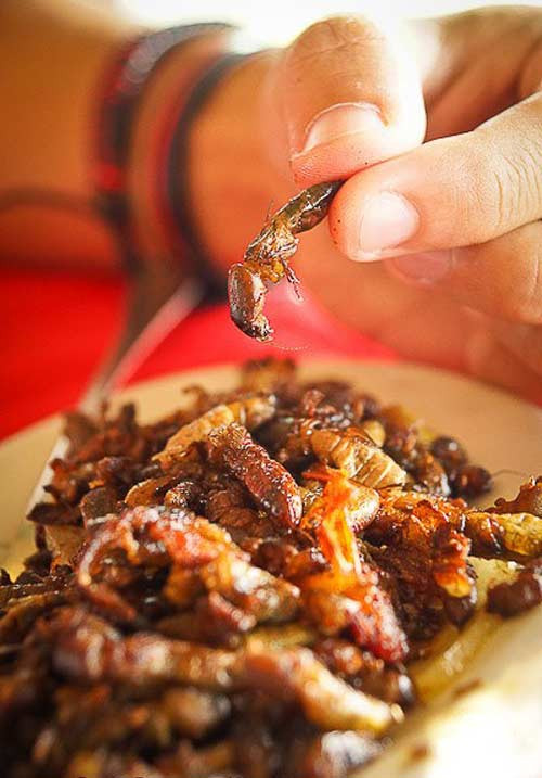 Chân và cánh dế được làm sạch sau đó luộc qua nước tỏi sau đó được xào áp chảo cùng với dầu ăn và cà chua, hành tây. Mùi vị của món ăn độc lạ này rất độc đáo và hấp dẫn du khách.