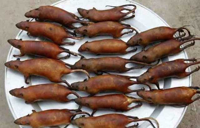 Tikus Panggang: Những con chuột ở vùng Minhasa, phía bắc Sulawesi được xem là một món ăn cực kỳ ngon nhưng không phải ai cũng dám thử. Chúng là những con chuột được nuôi trong môi trường tự nhiên và ăn thực phẩm sạch. Người dân Minahasa nói rằng món ăn này có vị ngon tương tự như là thịt gà.