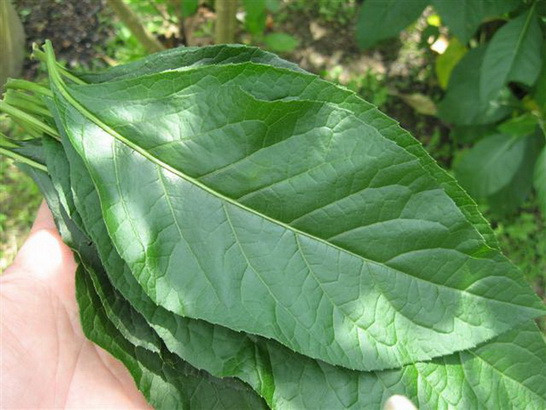 Canh lá đắng thường được nấu để chiêu đãi khách quý. Lá đắng thái chỉ nấu cùng lòng mề hoặc thịt băm nhỏ cùng mẻ chua, mắm tôm, sả, hành khô phi thơm và chút gia vị cho đậm đà. Khi nồi canh đã bắt đầu sôi nhẹ, cho thêm chút tiết để tăng thêm hương vị rồi mang ra thưởng thức.