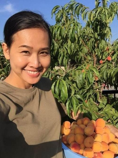 Dương Mỹ Linh từng thu hoạch đào trong vườn nhà Bằng Kiều thời điểm hai người vẫn còn yêu nhau.