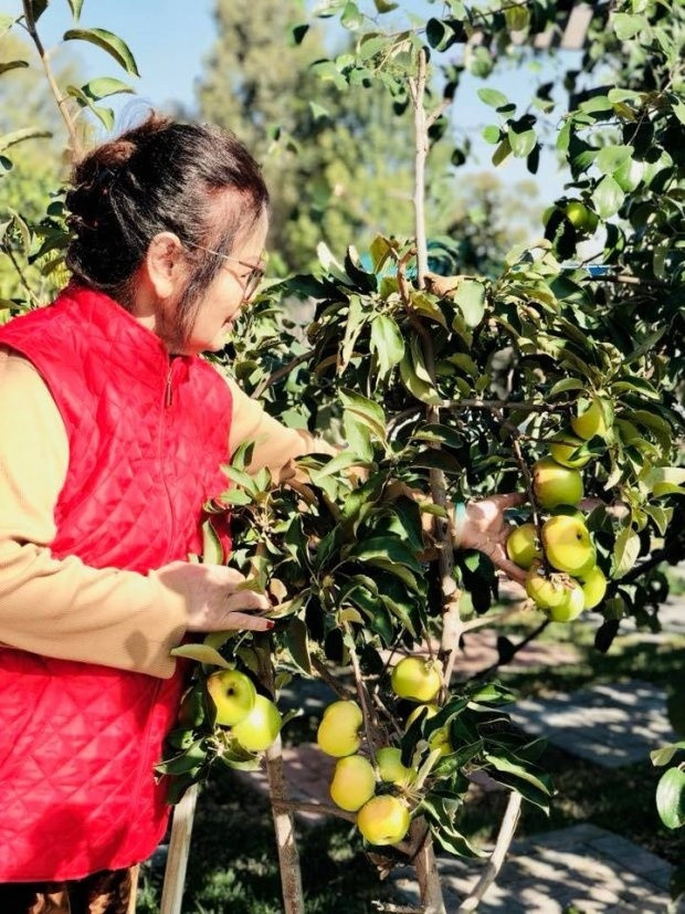 Một cây táo tây trong khu vườn của Bằng Kiều.