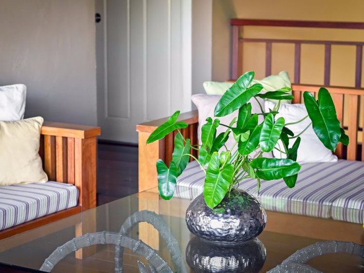 Cây saphia hay còn gọi là cây diệp hồng môn là cây cảnh được yêu thích hiện nay. Cây Saphia được đánh giá là thân thiện với môi trường, giúp thanh lọc không khí hiệu quả, mang đến không gian sống trong lành và thoáng mát. Ngoài ra, cây còn có khả năng cân bằng độ ẩm nên rất thích hợp với điều kiện môi trường khô như văn phòng công sở. Ảnh: Shutterstock.