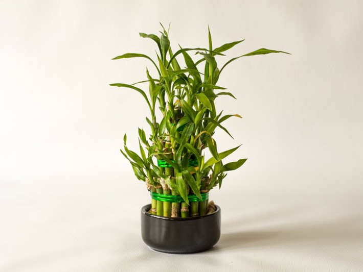 Cây phất dụ (hay còn gọi là tre may mắn, tre phong thủy, cây phát tài) là một trong những giải pháp phong thủy phổ biến nhất dành cho nhà ở hoặc văn phòng. Cây này sẽ mang lại cho bạn nhiều may mắn hơn. Theo Healthline, cây phất dụ có thể loại bỏ formaldehyde, benzene, carbon monoxide, xylene và chloroform trong không khí. Ảnh: Shutterstock.